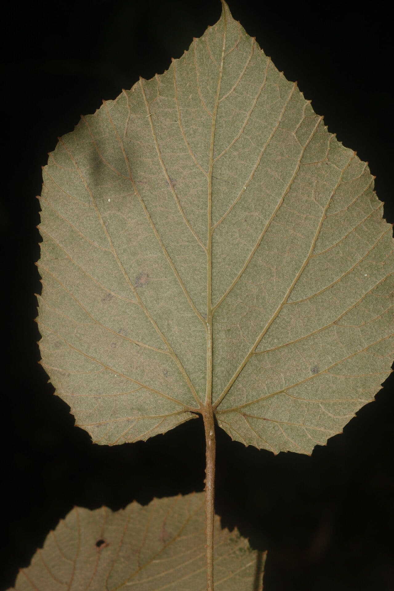Vitis tiliifolia 3