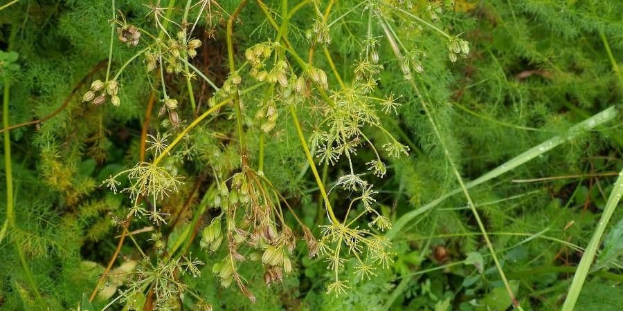 Finocchiella 3