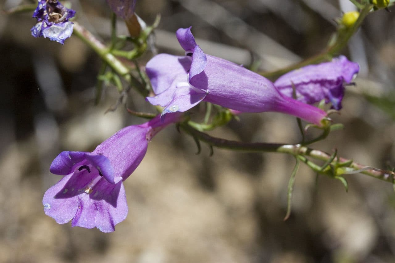 Penstemon eterofillo 3