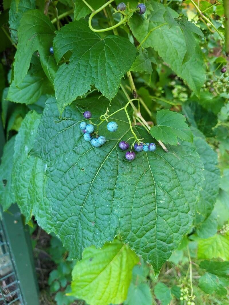 Ampelopsis giapponese