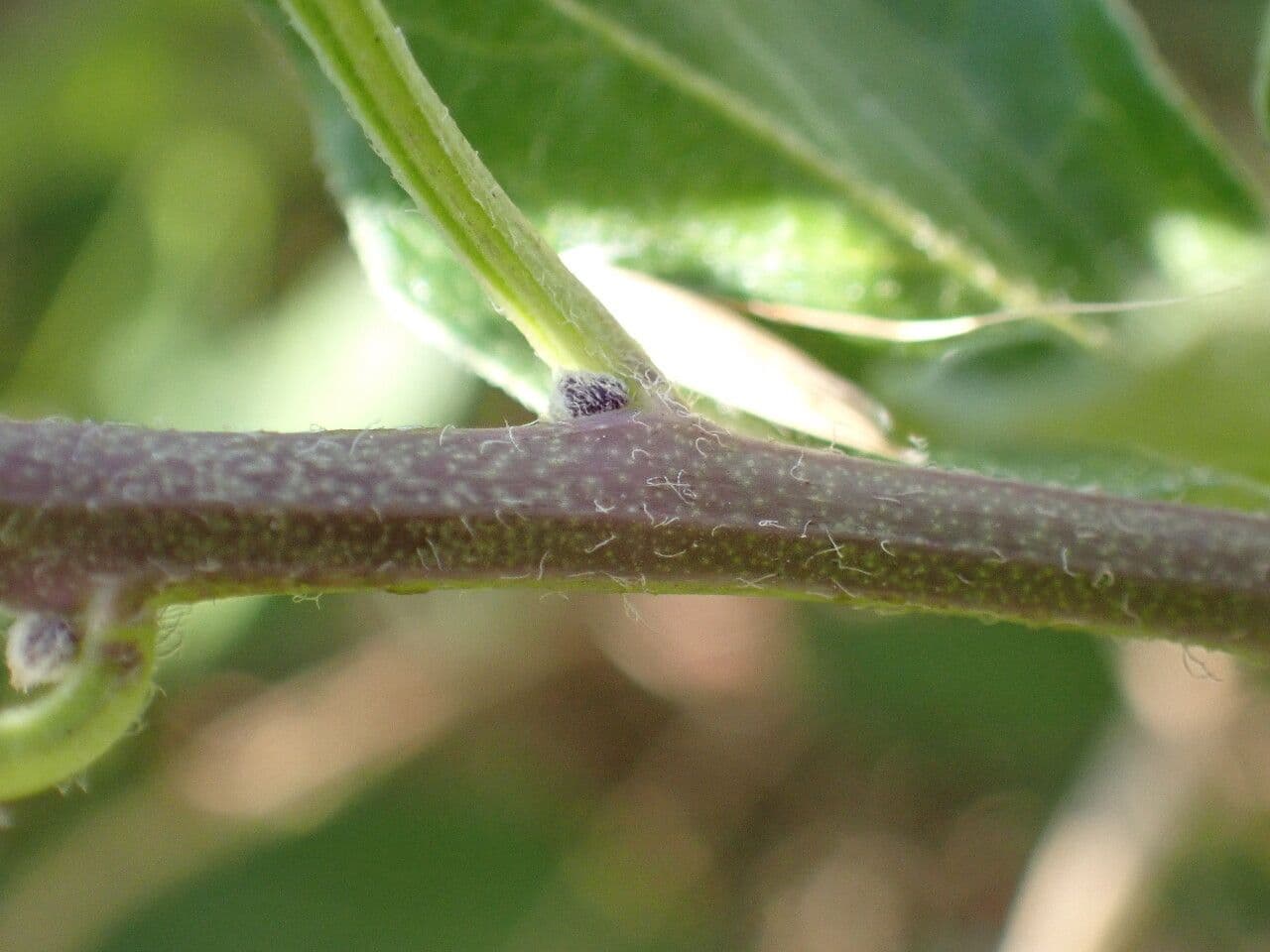 Dulcamara 21