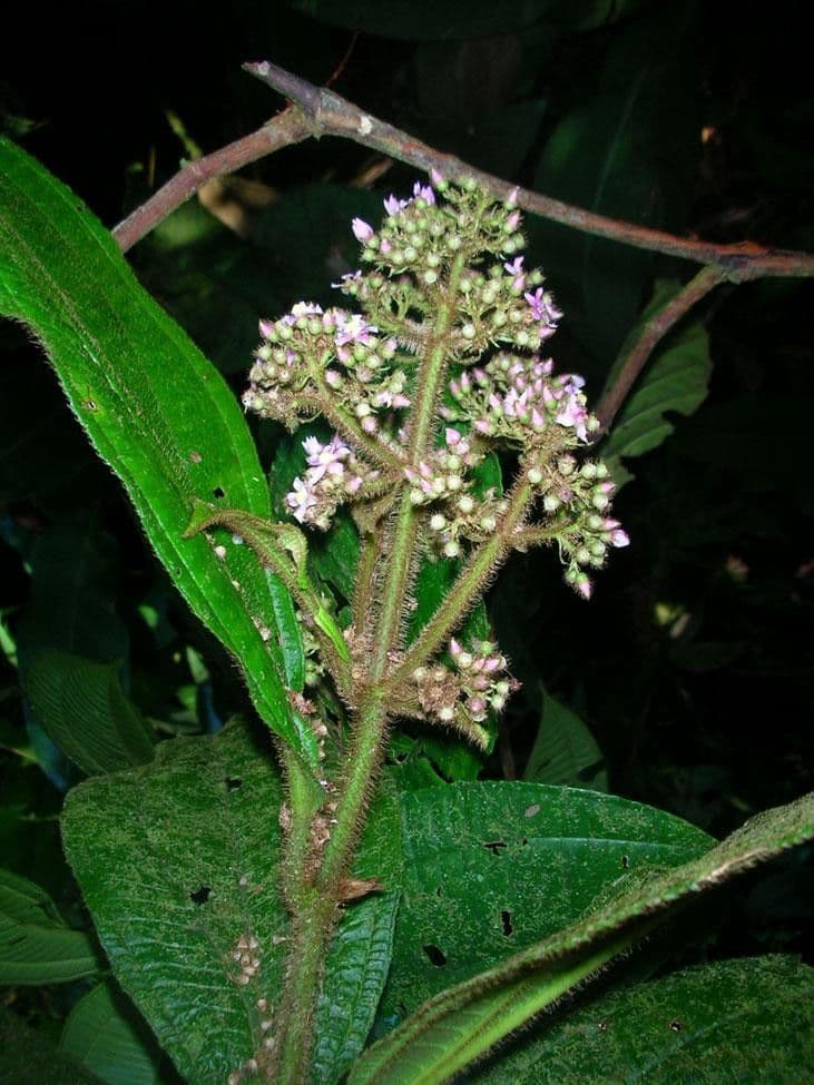 Conostegia 7