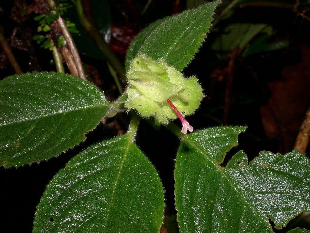 Drymonia pelosa 17