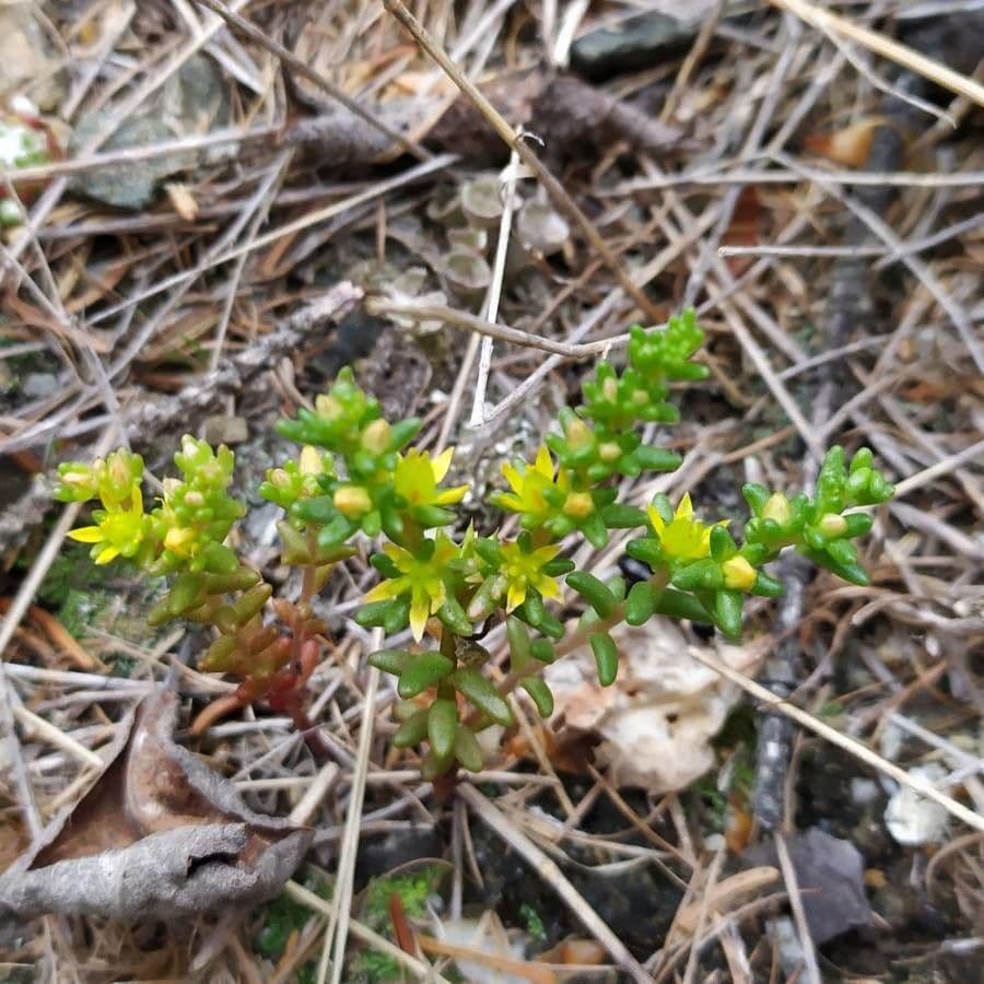 Borracina annuale 11
