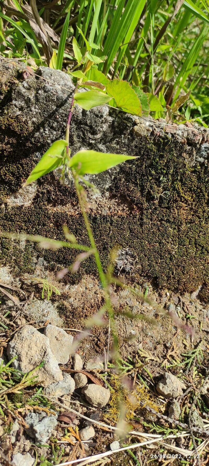 Wavyleaf basketgrass
