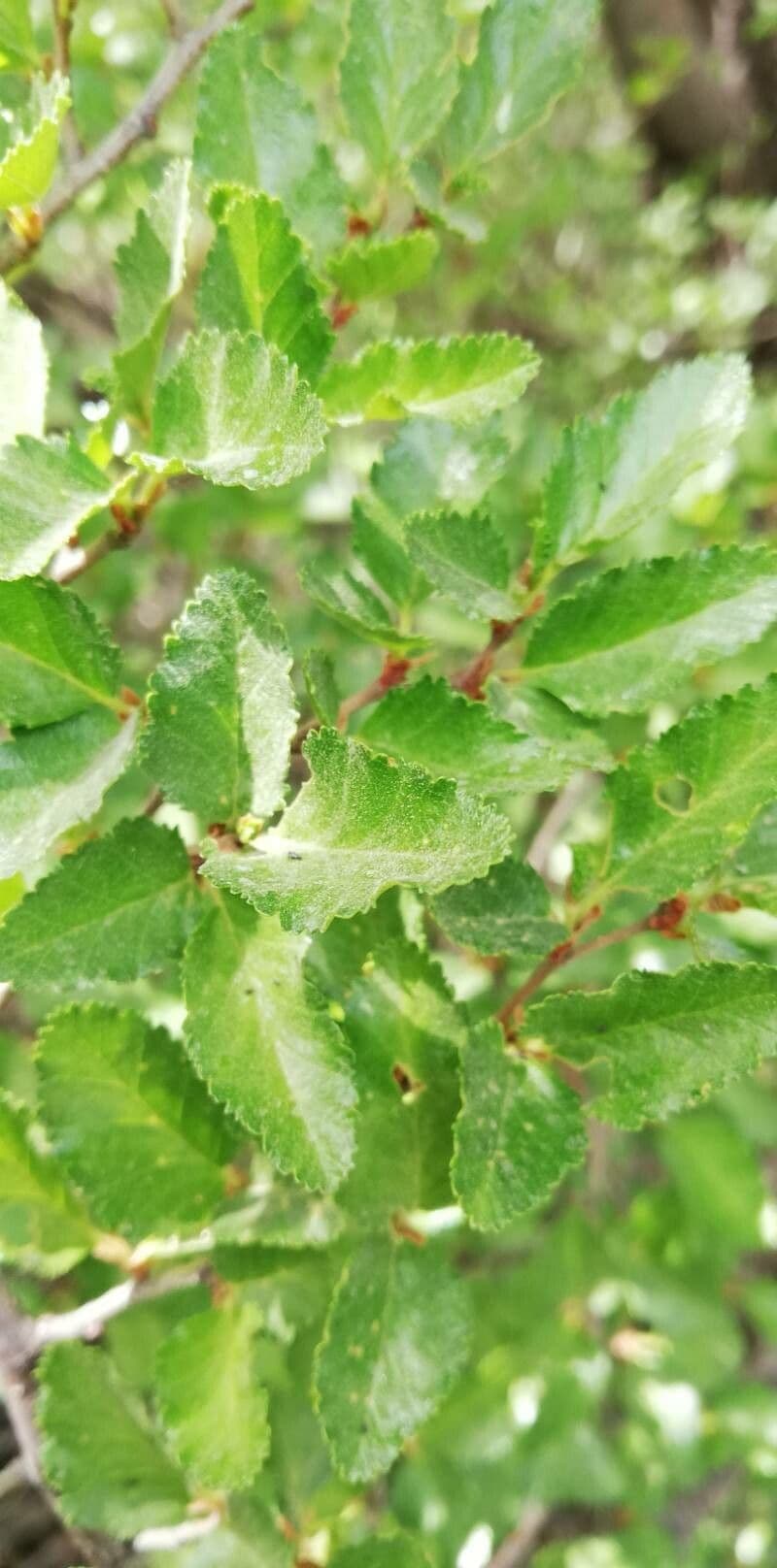 Nothofagus 14