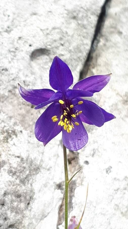 Aquilegia 5
