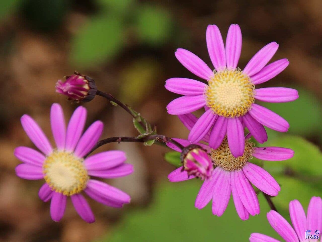 Pericallis 4