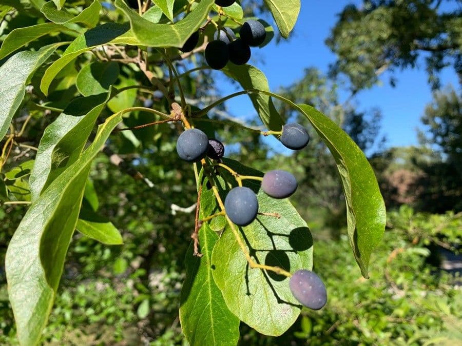 Chionanthus 5