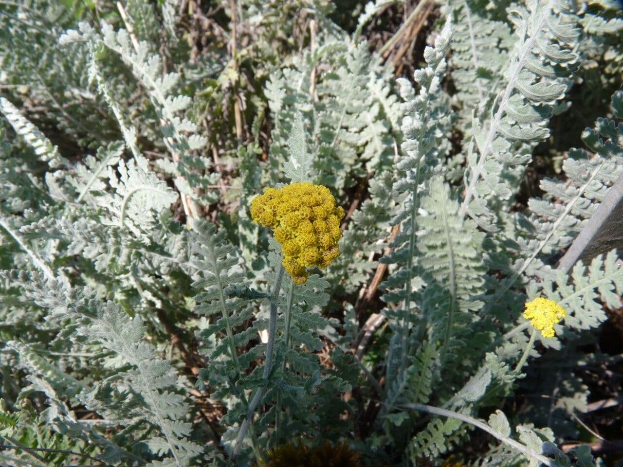 Achillea scutellata 13