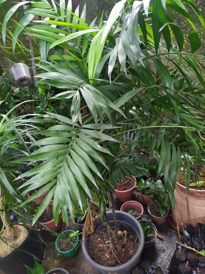Chamaedorea 5