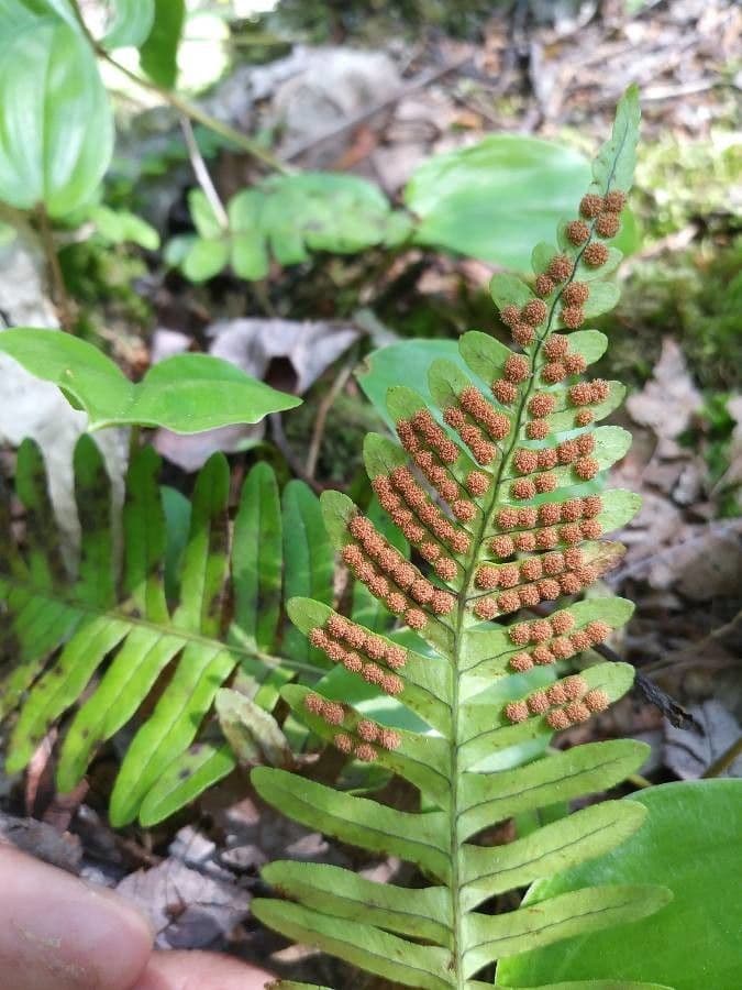 Polypodium virginianum
