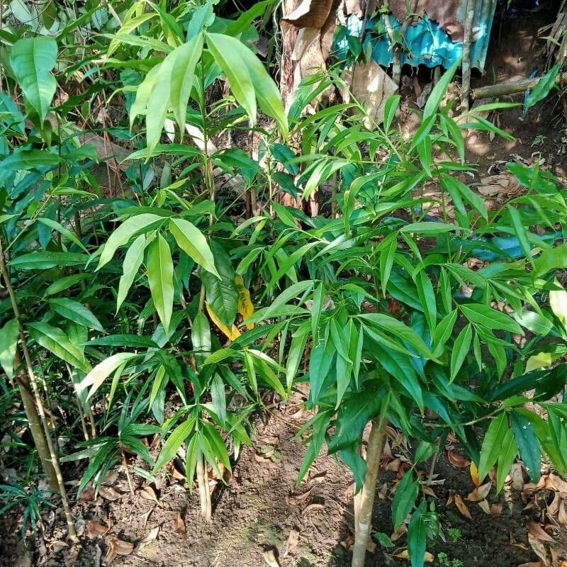 Phaleria 7