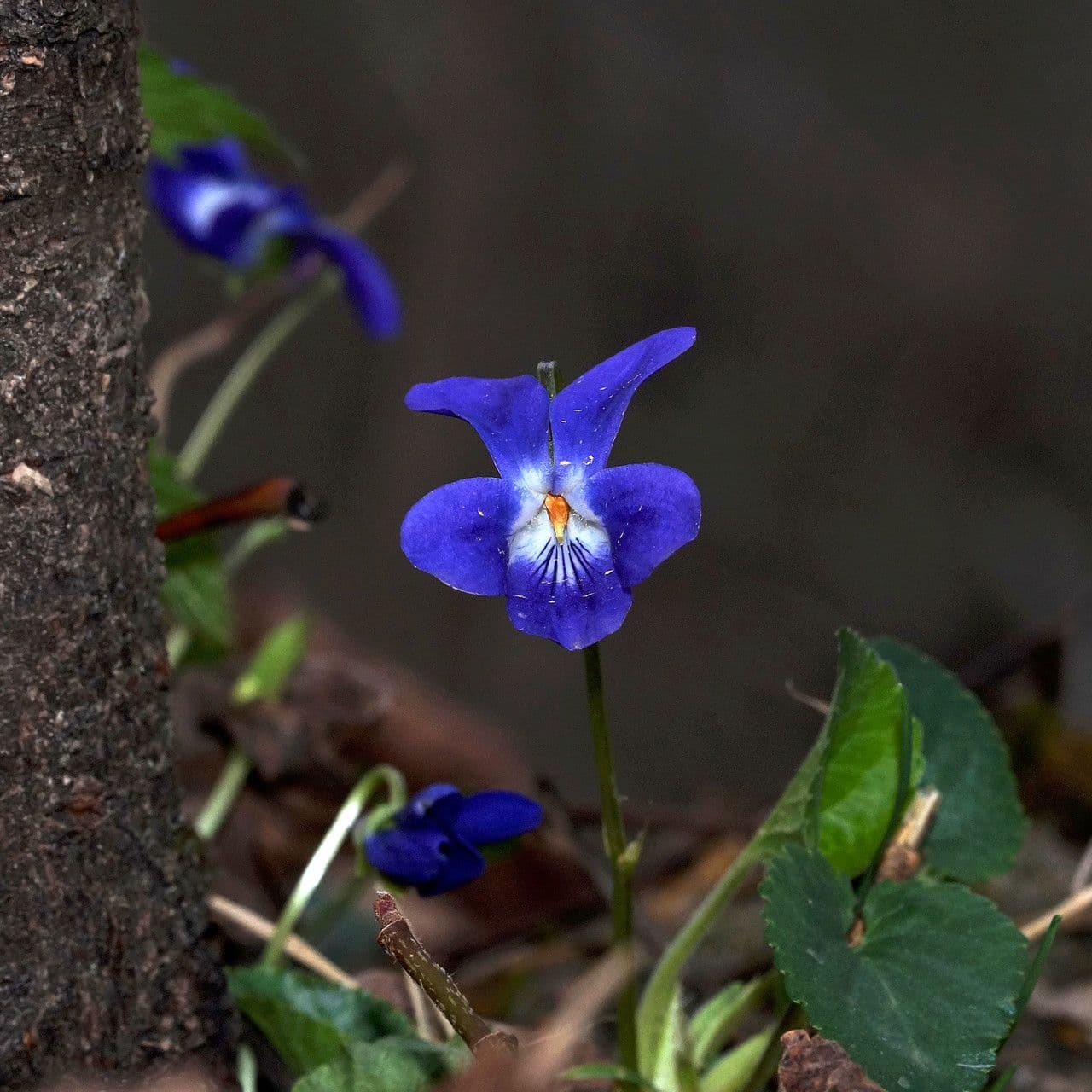 Viola odorata 4