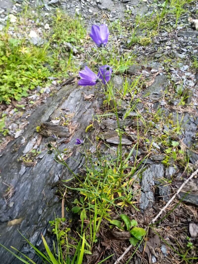Campanula 2