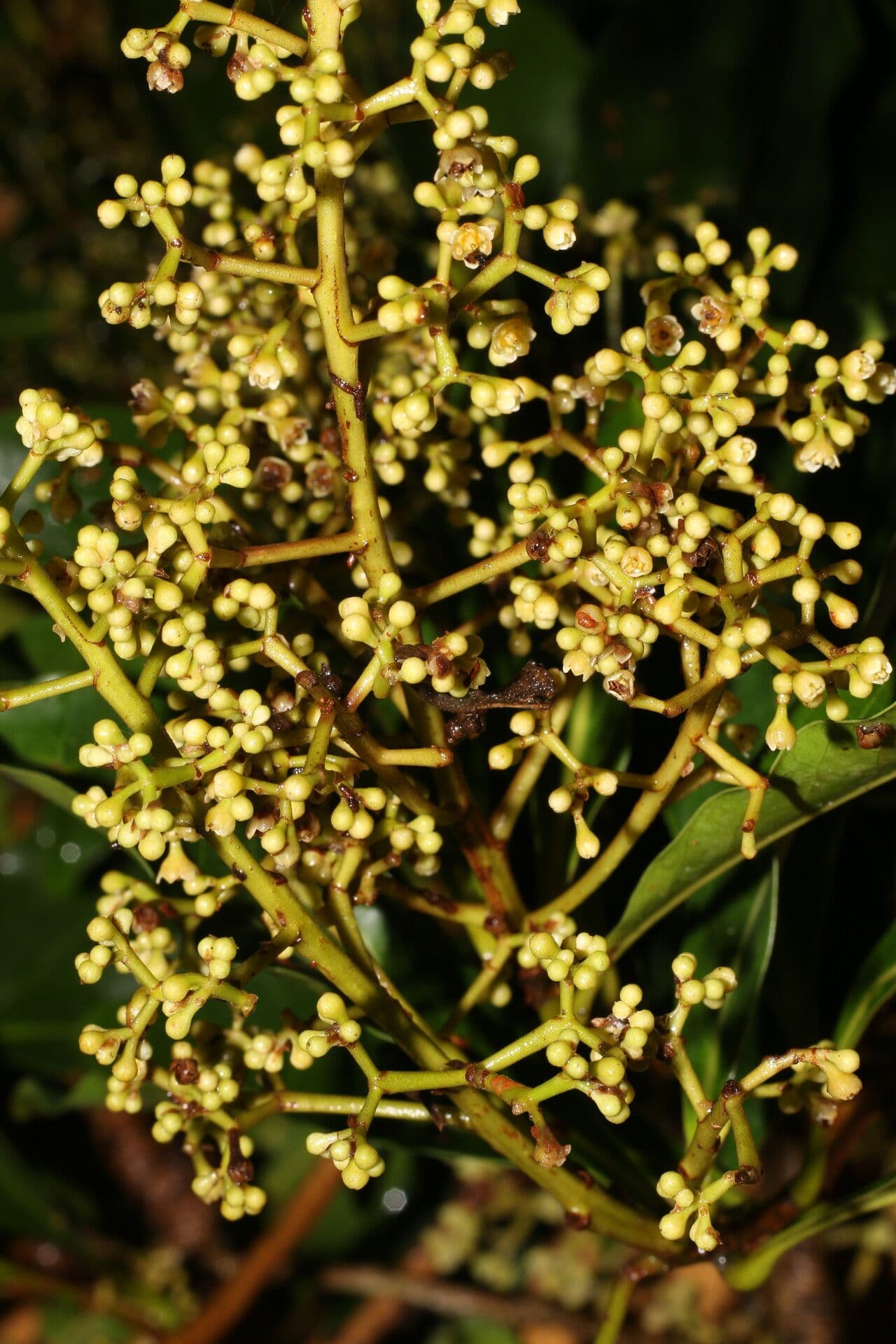 Ocotea 9