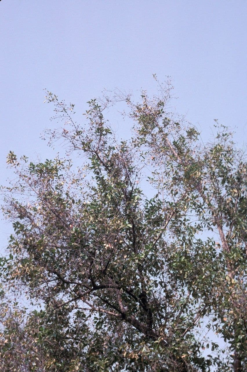 Mitragyna inermis 3