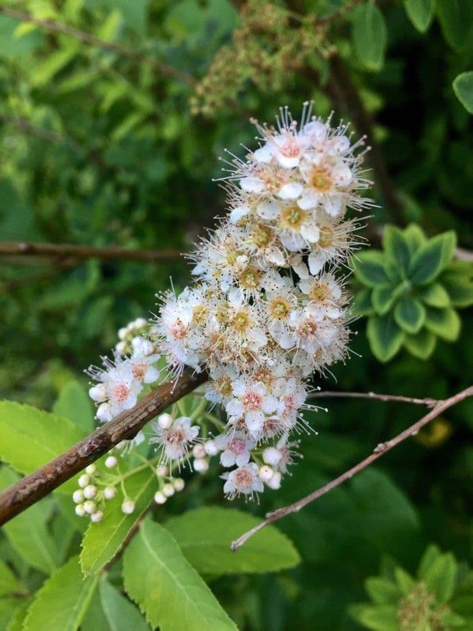 Spirea bianca 6
