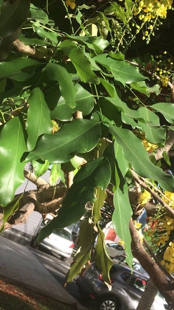Cassia 18