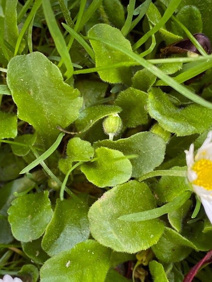Margherita annuale 16
