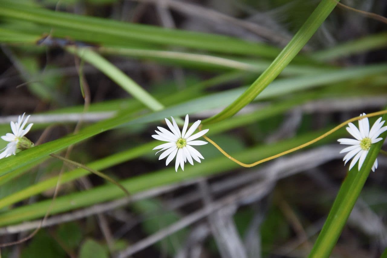 Lagenophora