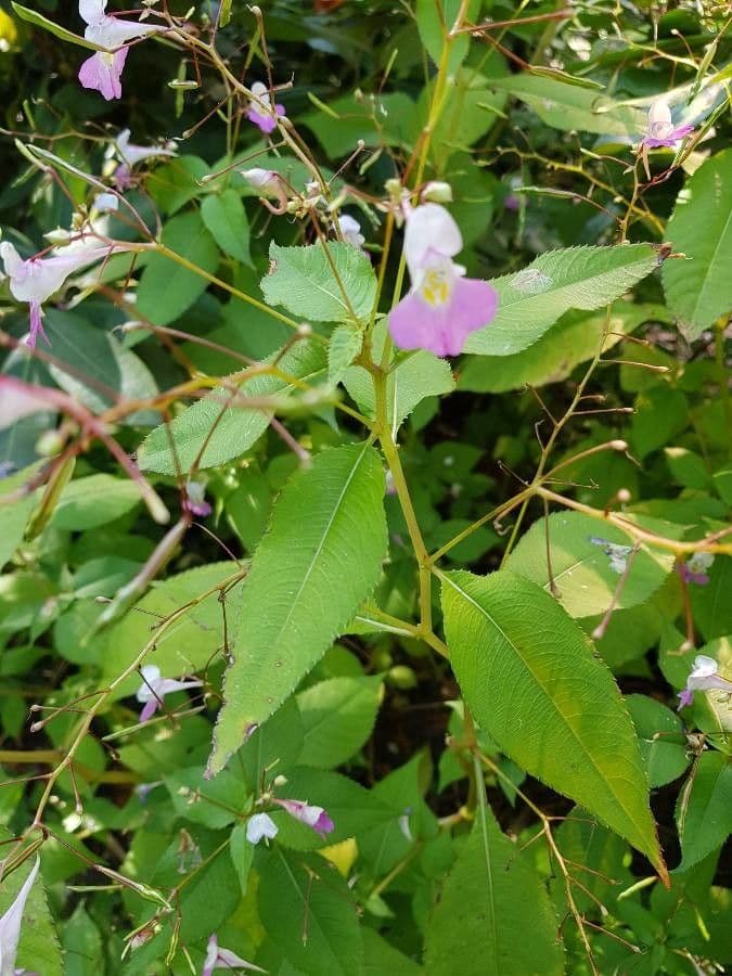 Balsamina di Balfour 15