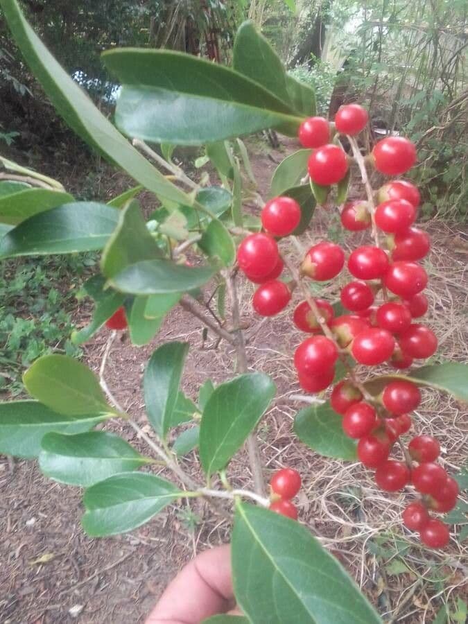 Citharexylum