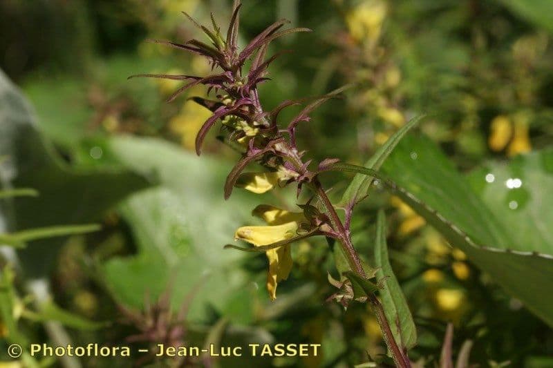 Geringblütigesella 16