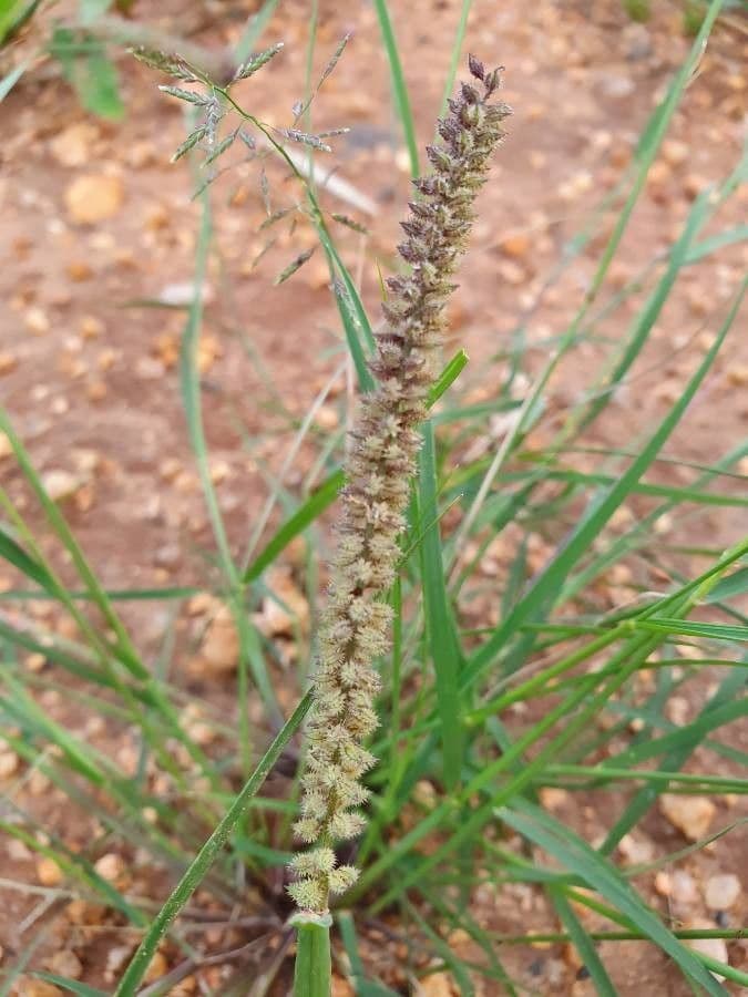 Tragus berteronianus 7