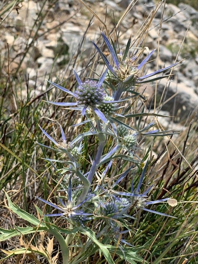 Panicaut d'améthyste 3
