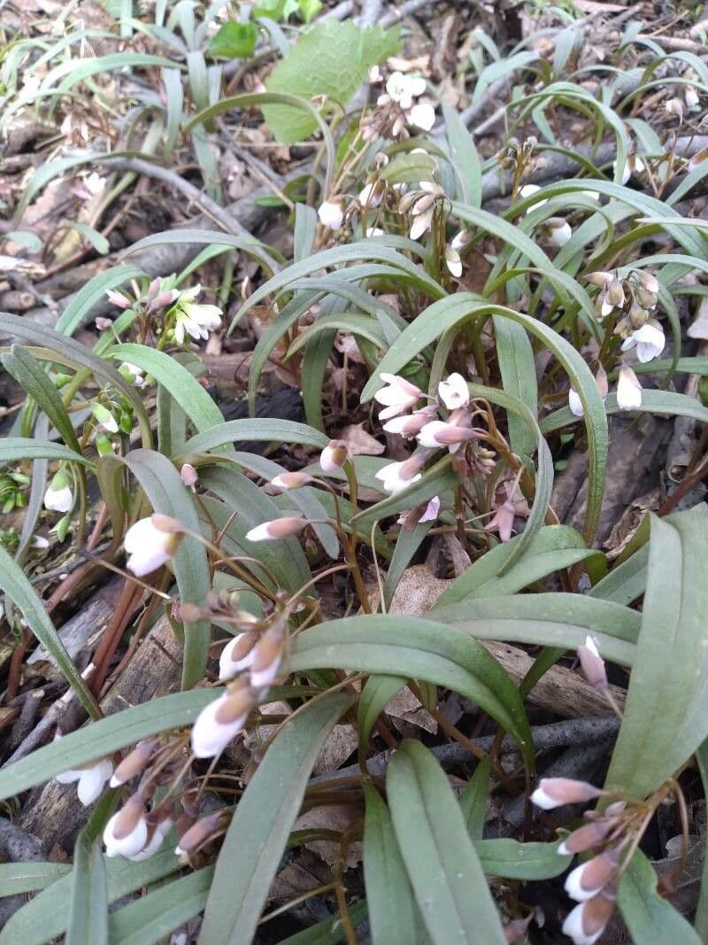 Claytonia 11