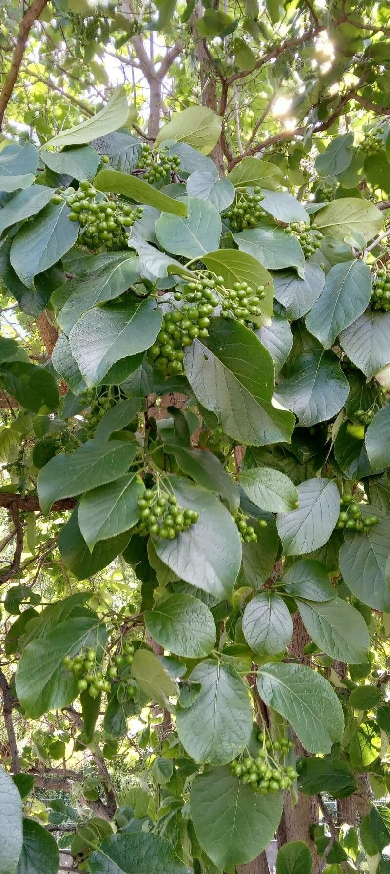 Ehretia 8