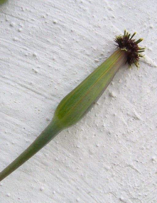 Cilantro de monte 8
