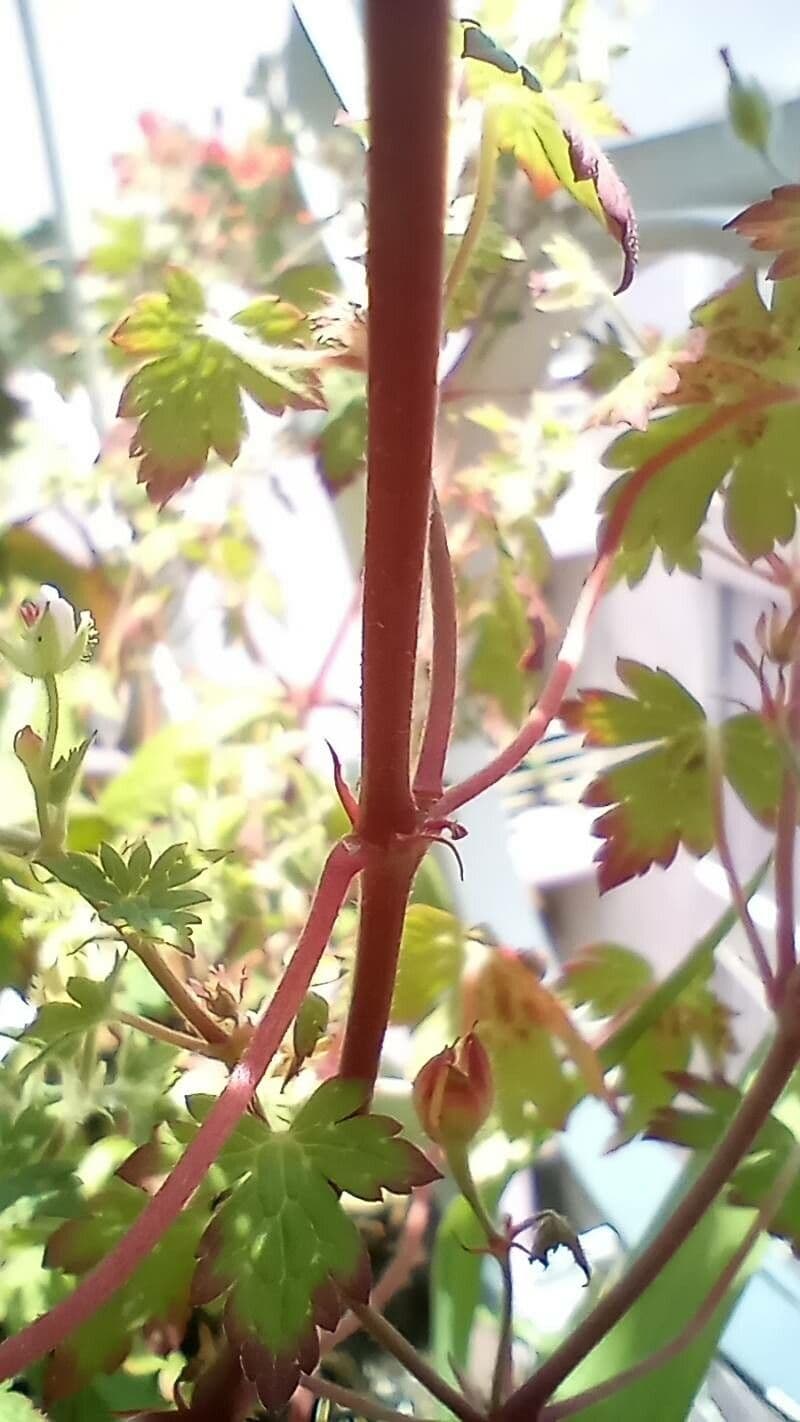 Geranium sibiricum 23