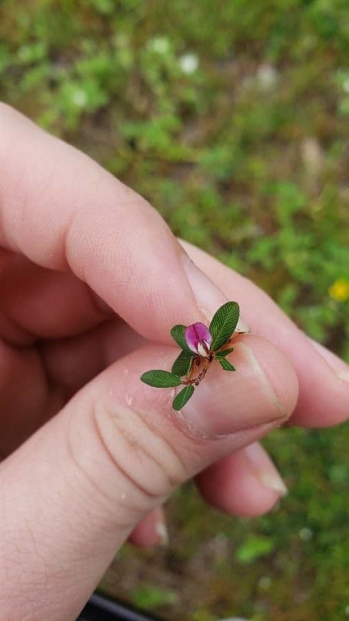 Kummerowia striata 5