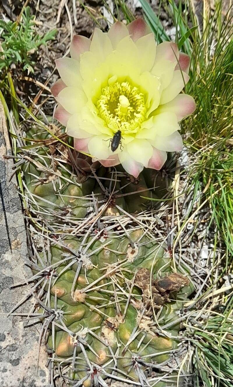 Cactus barbiche 4