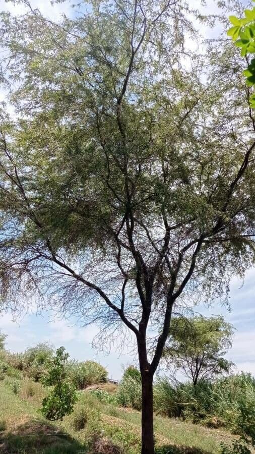 Mimosaceae
