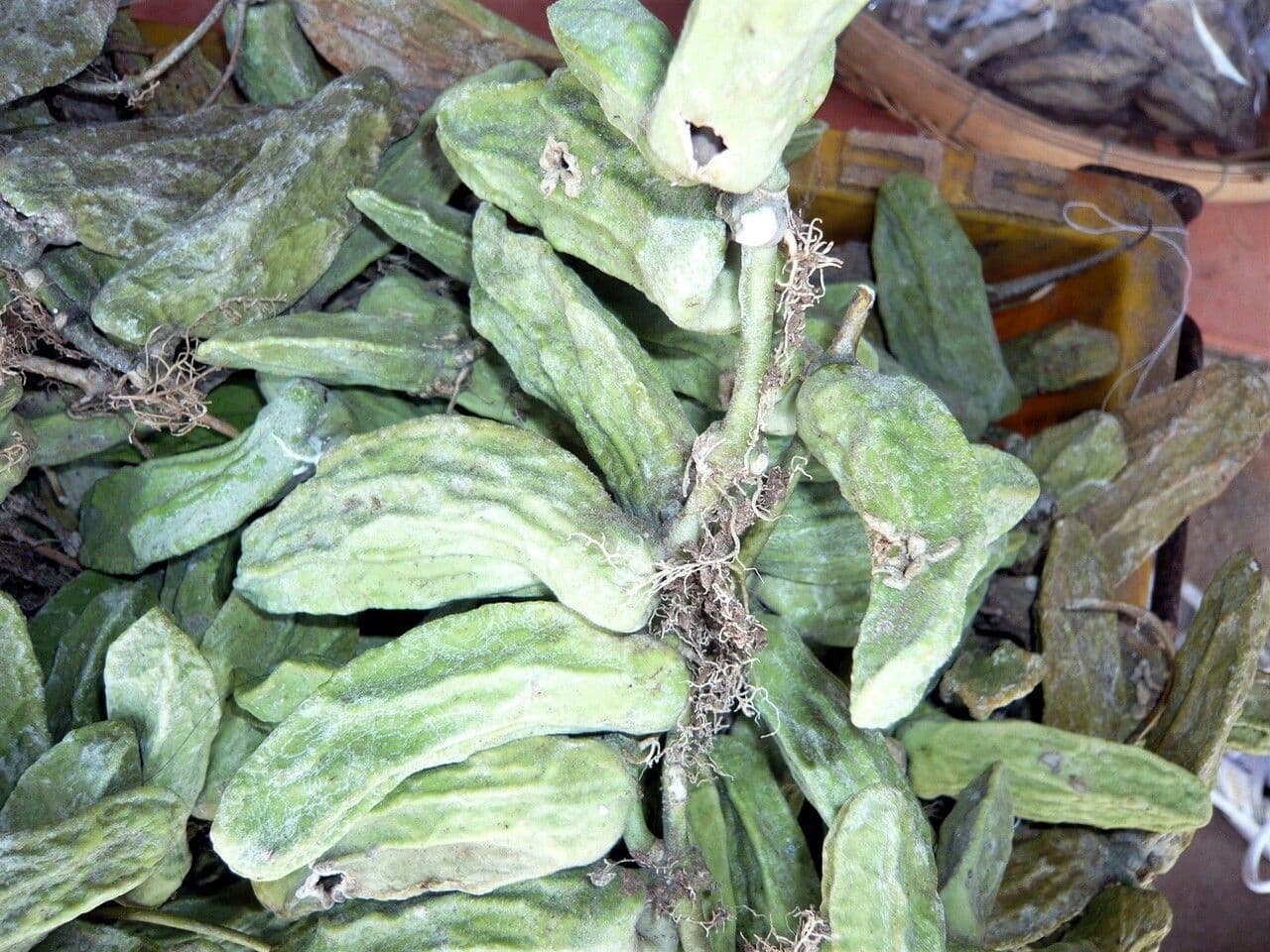 Dischidia