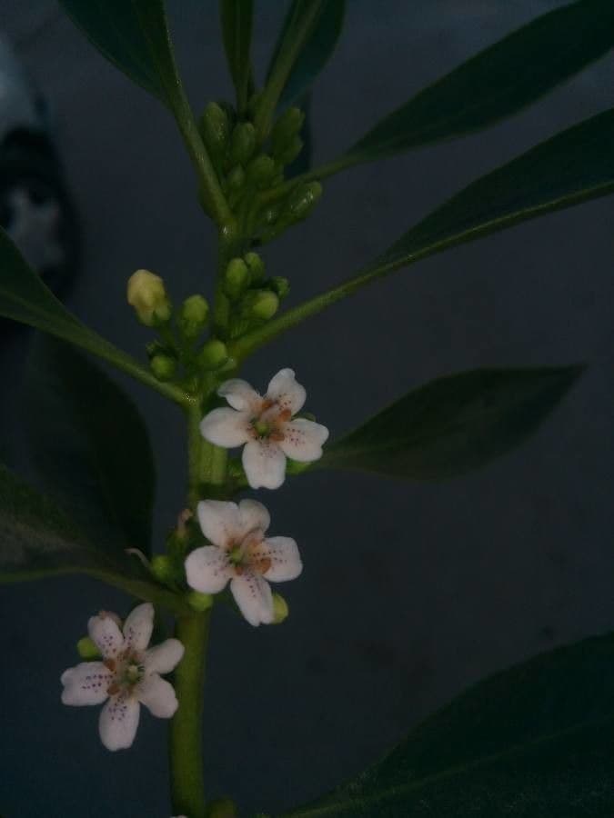 Myoporum laetum 9