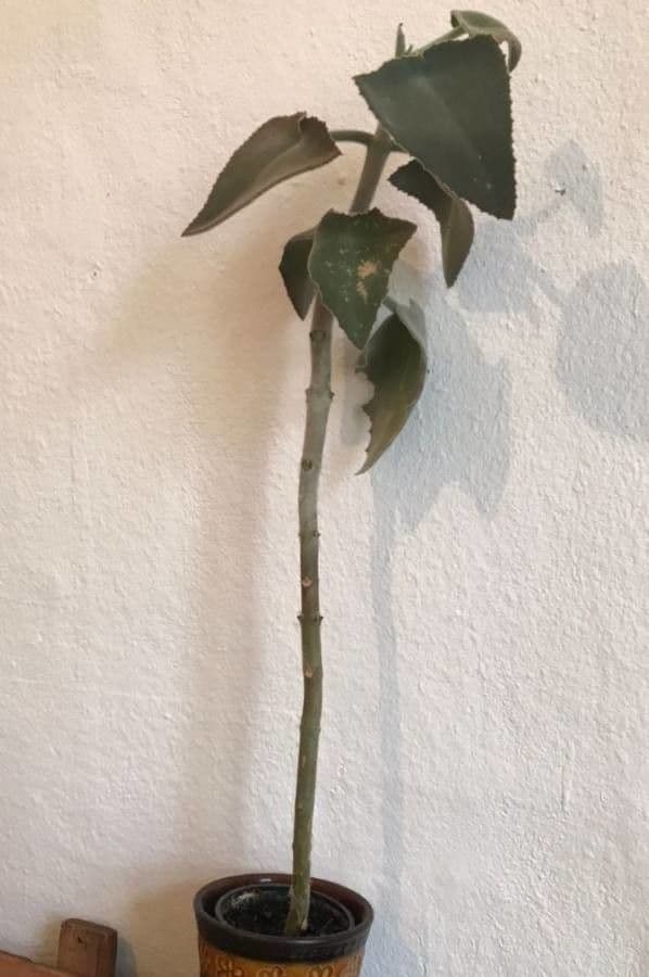 Donkey's ear 8
