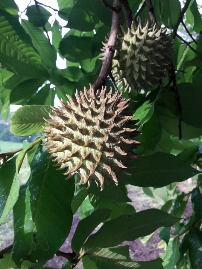 Annona purpurea 2