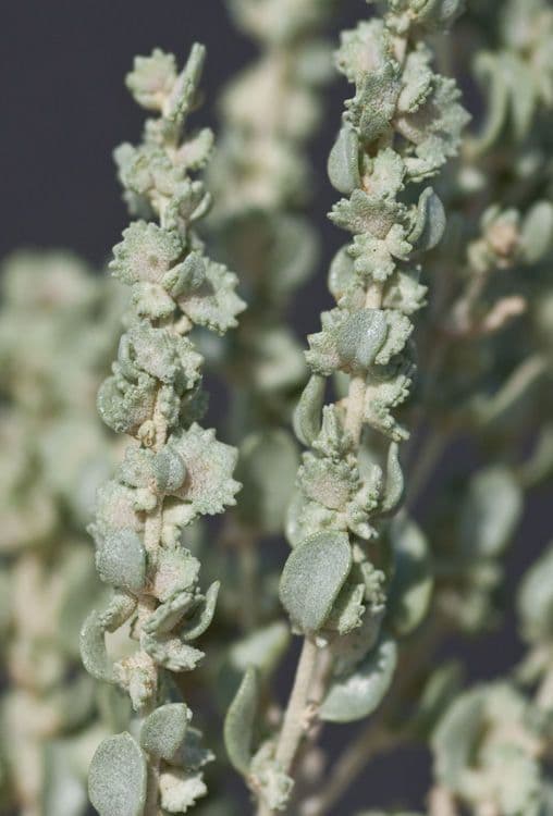 Atriplice obovata