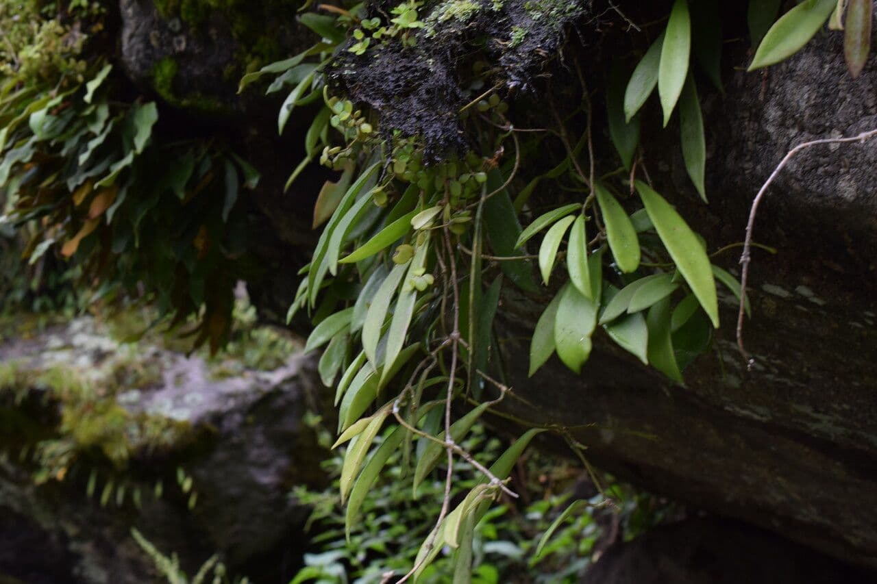 Hoya 10