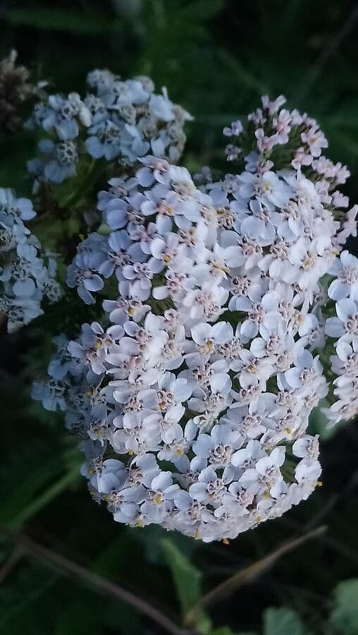 Achillea odorata 4