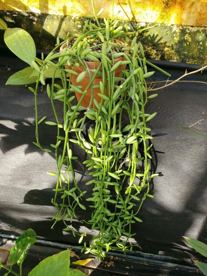 Dischidia