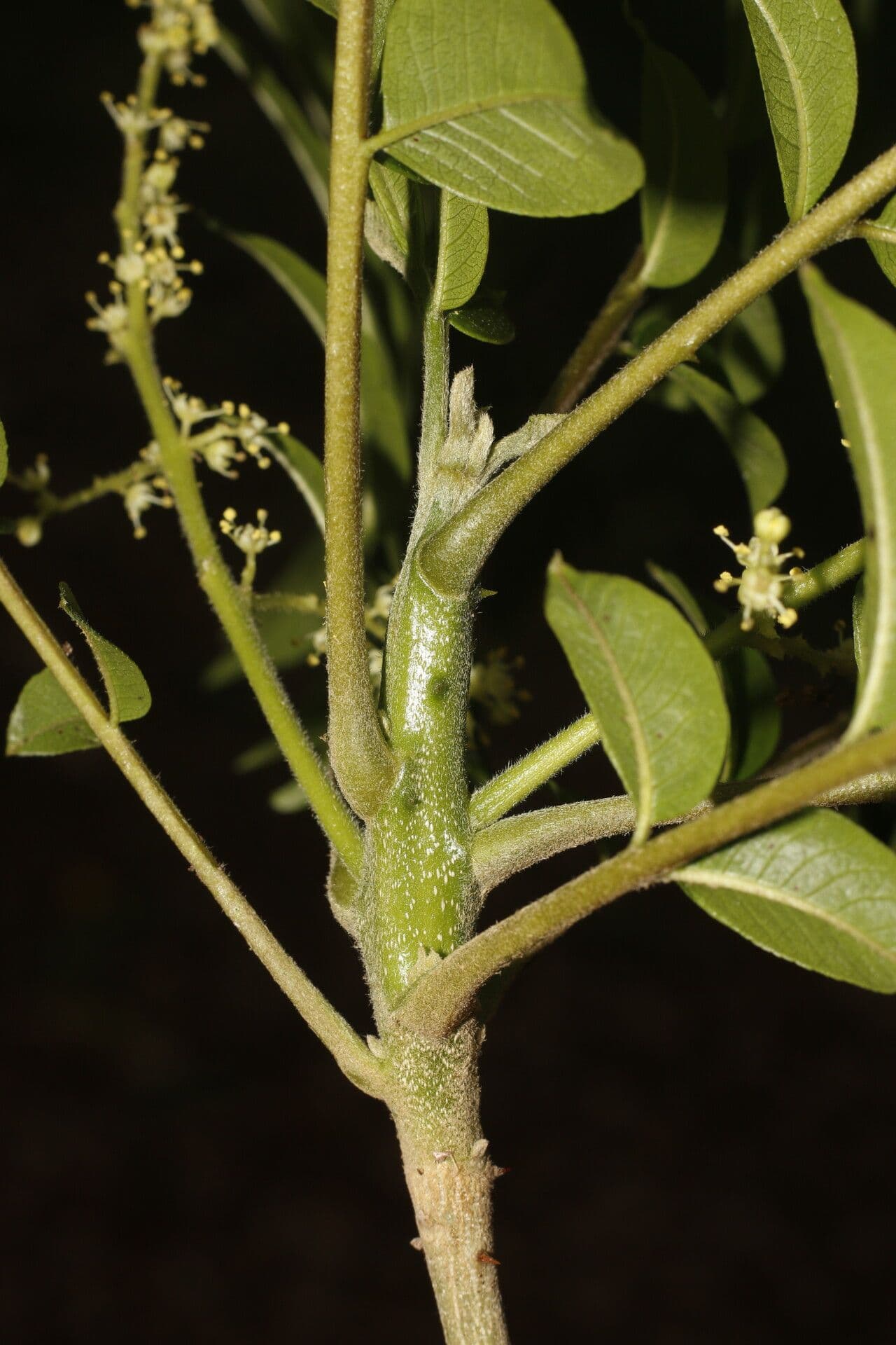 Zanthoxylum 4