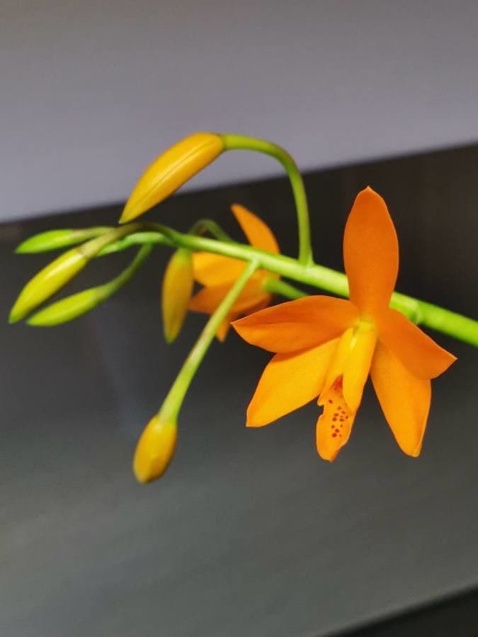 Prosthechea vitellina 4