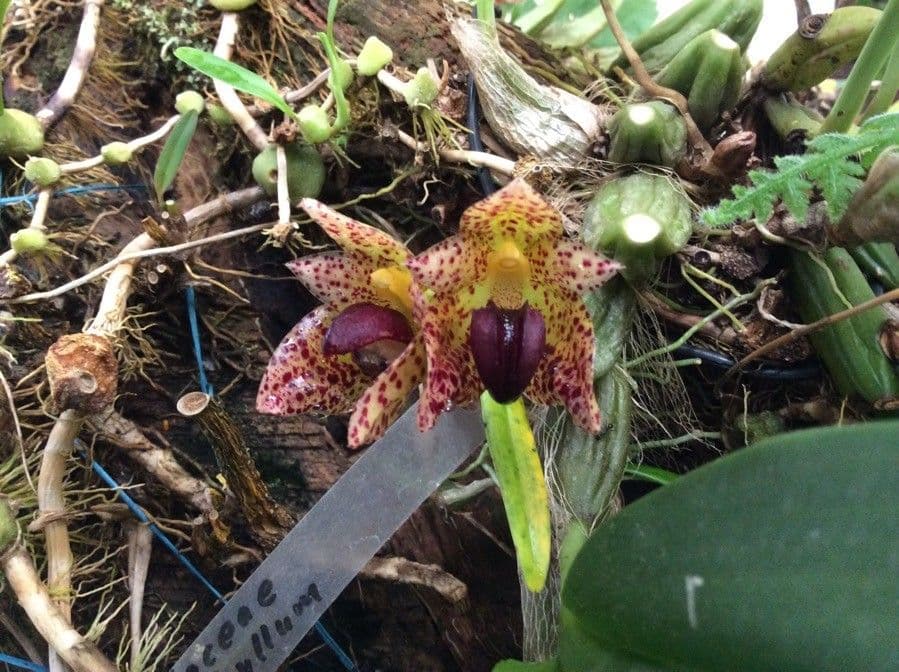 Bulbophyllum