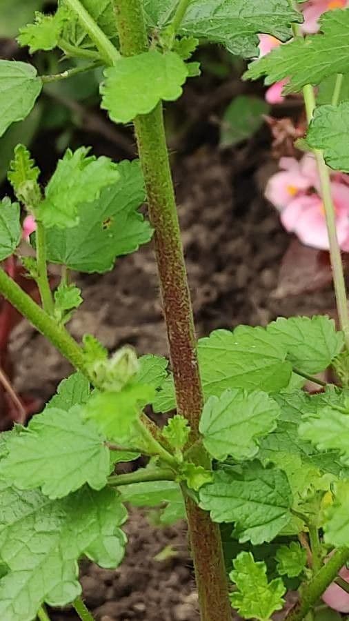 Anisodontea 16