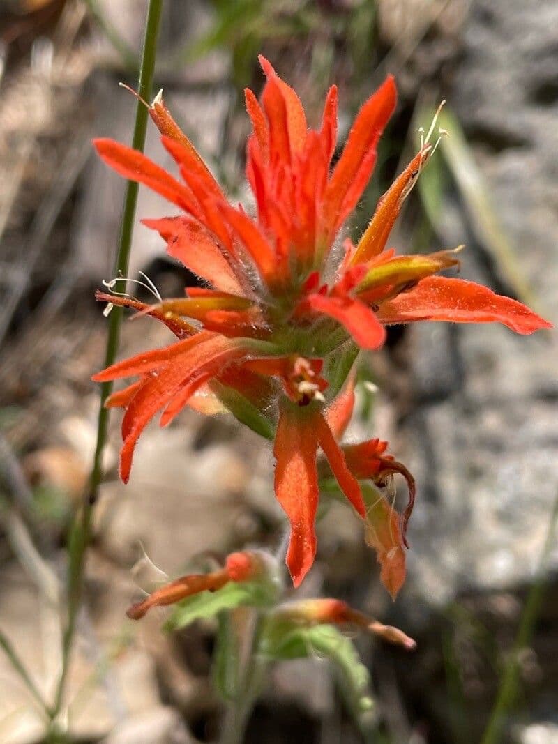 Castilleja 4